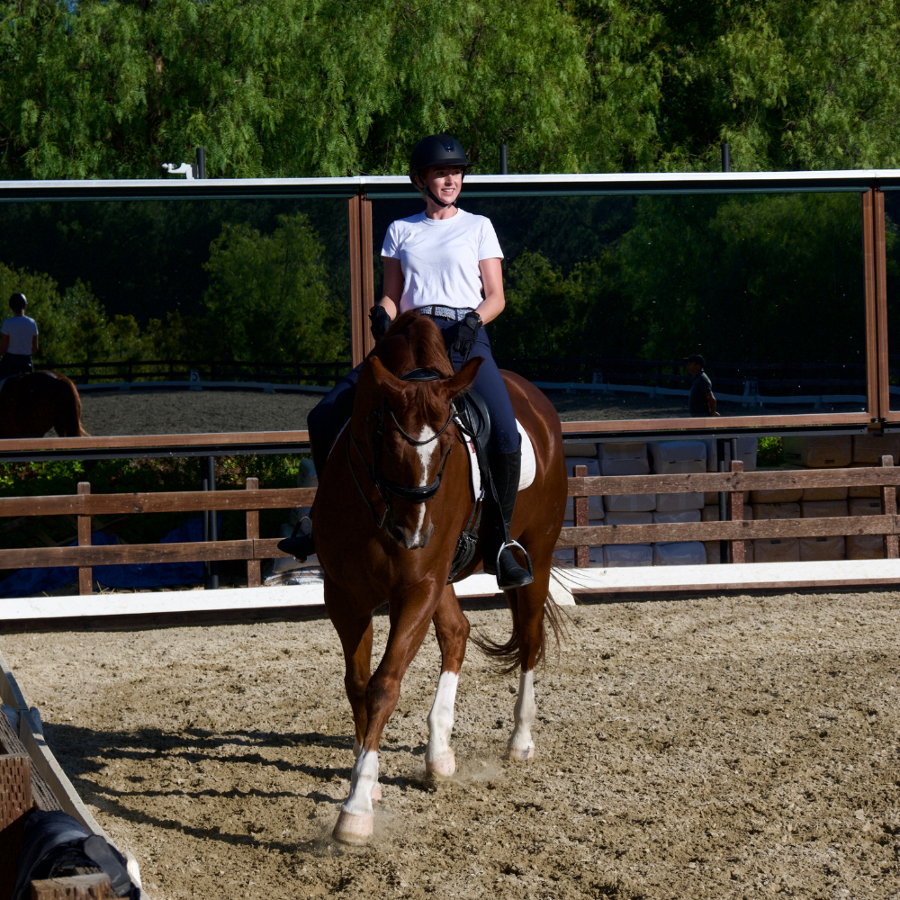 dressage horse