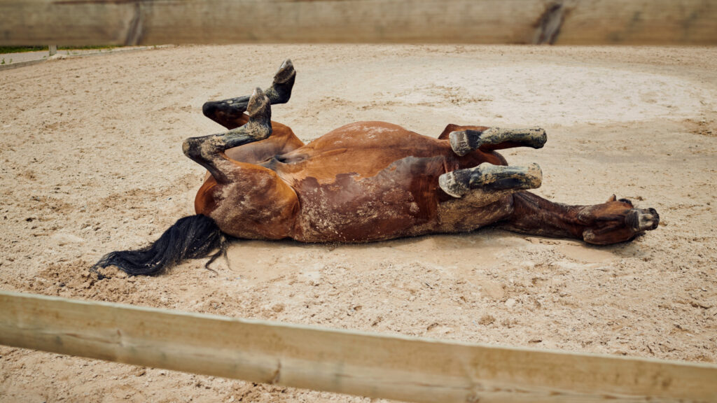 horse riding LA