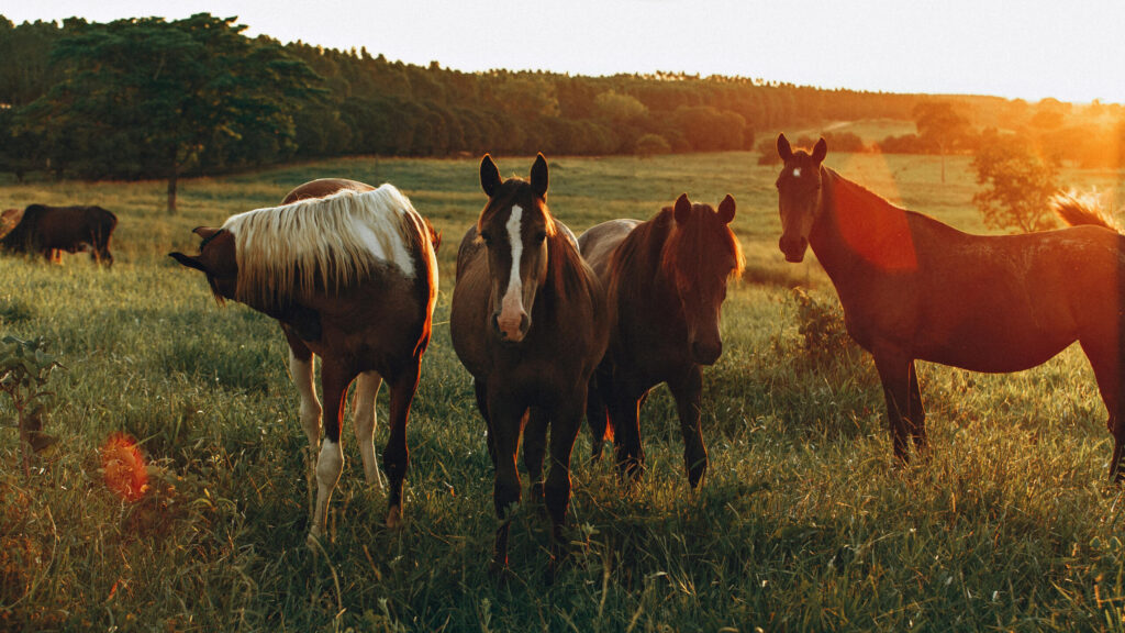 Horses in a pasture in Los Angeles