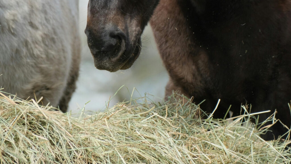 hay for horse Los Angeles
