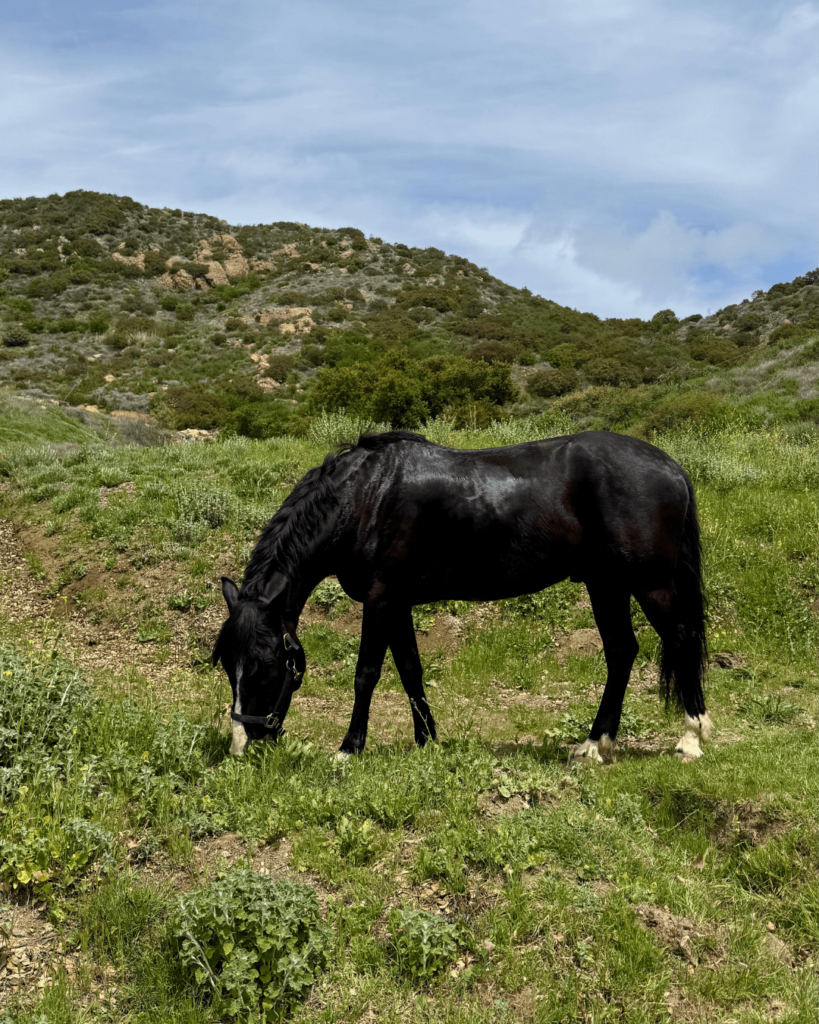 horse pasture Malibu